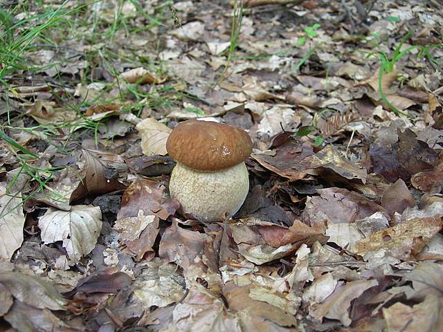 I  Funghi  della  faggeta  calcarea